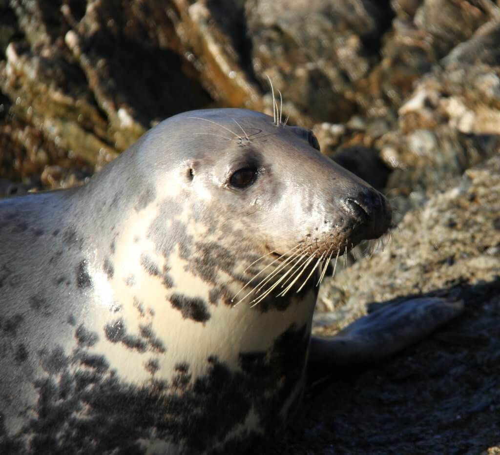 Seal on Inishbofin 