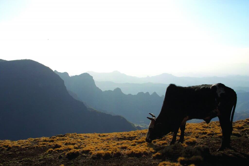 Ethiopian cow