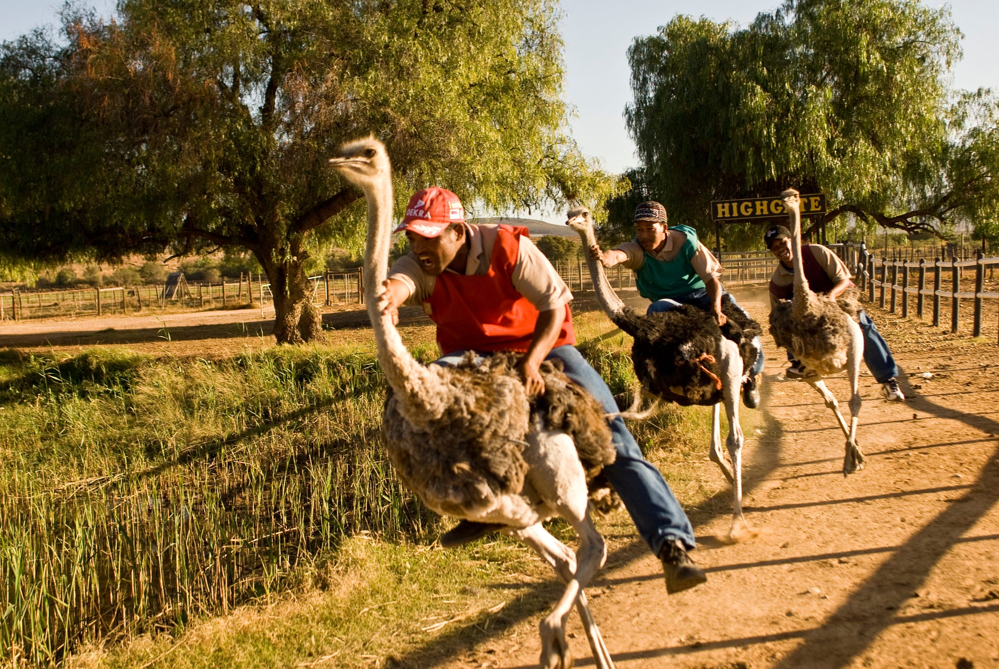 Garden route adventures Ostrich Racing