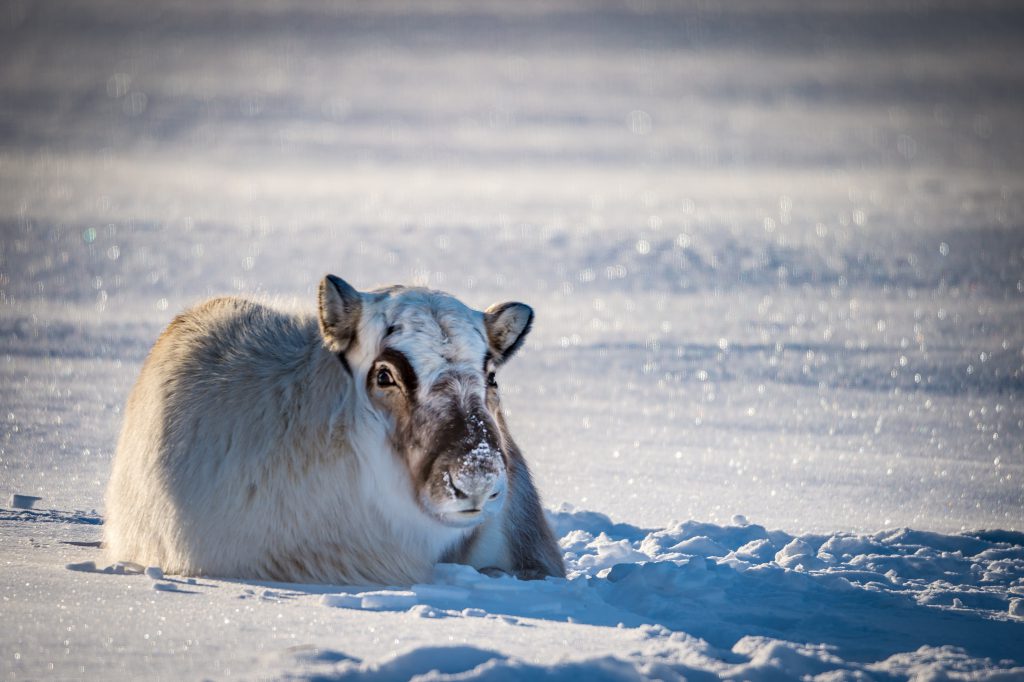 Svalbard