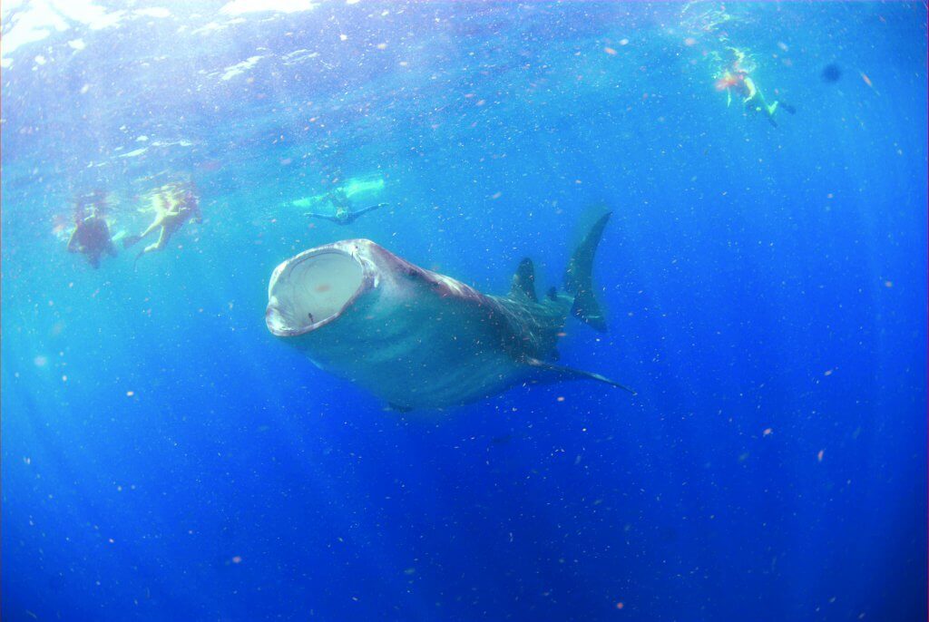 Diving with whale sharks