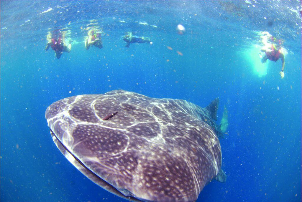 Diving with whale sharks