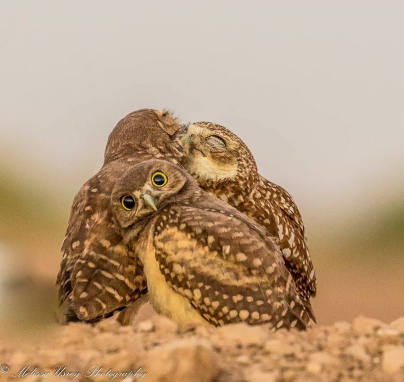 Melissa Usrey (United States) © ‘Burrowing Owlet embarrassed by kissing behind him!’