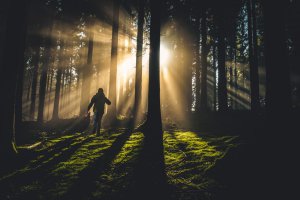 forest walks Ireland