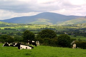 Mt Leinster over Ballymurphy & cows