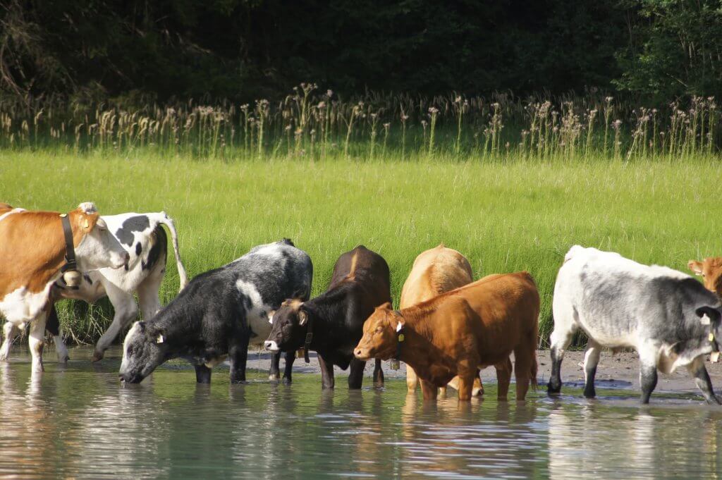 Cows in Ehrwald