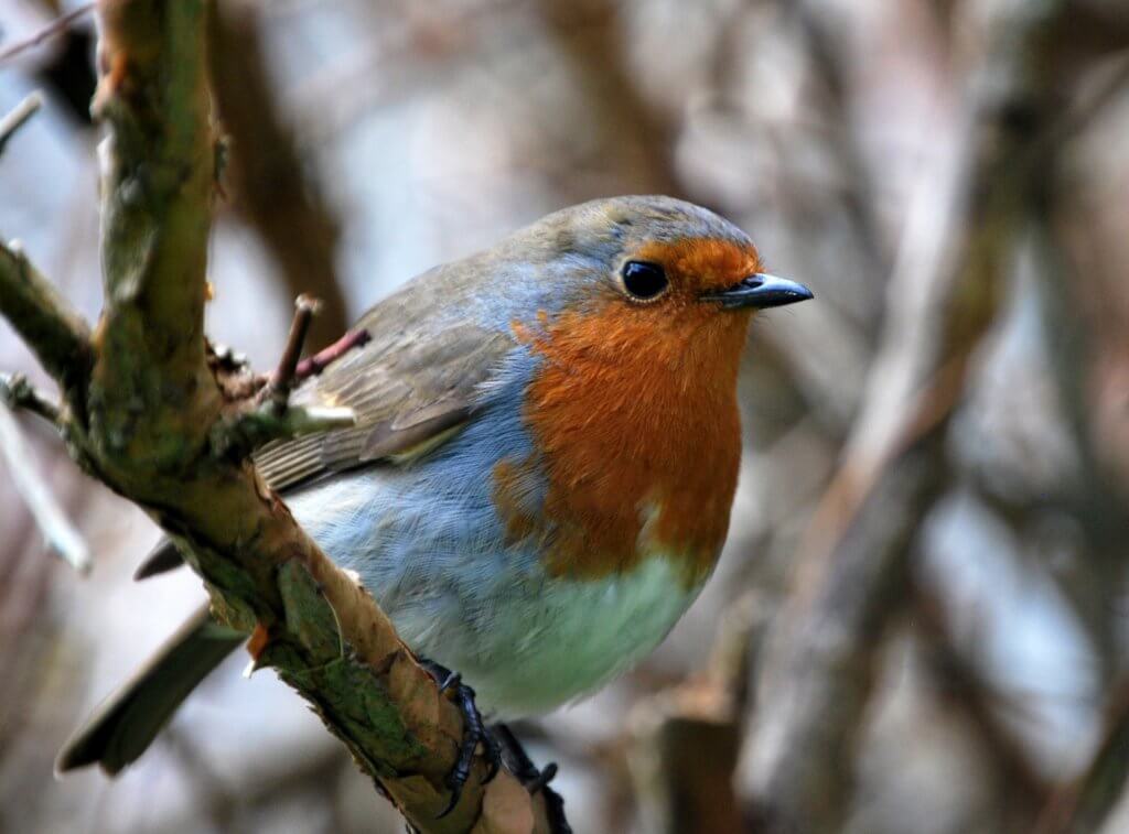 Robin on Inishbofin. 