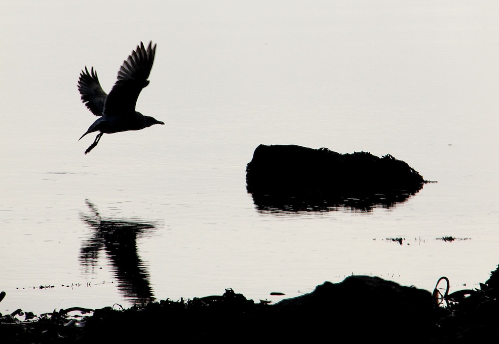 Birdwatching on Inishbofin 