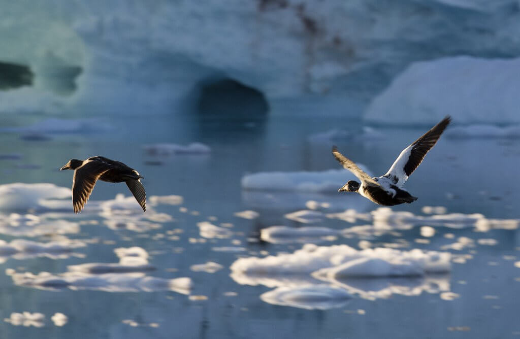 Arctic Geese