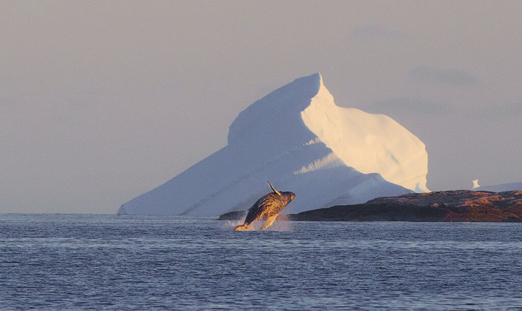 Humpback & Berg