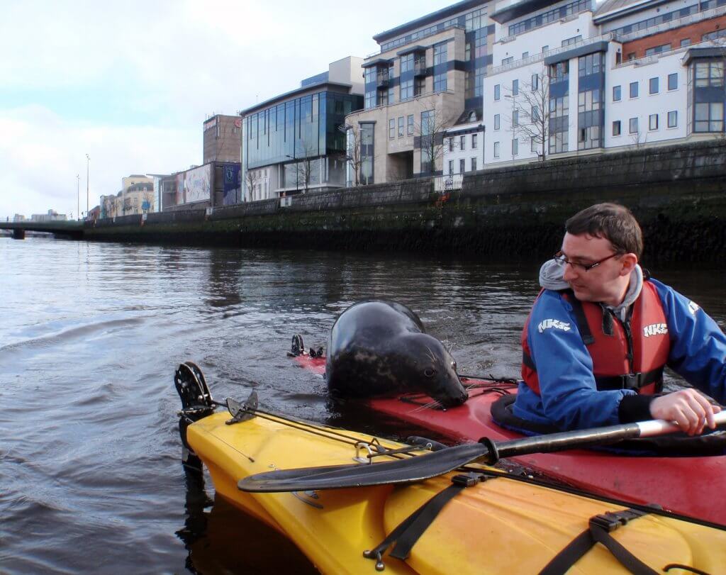 Seal in Cork City. 