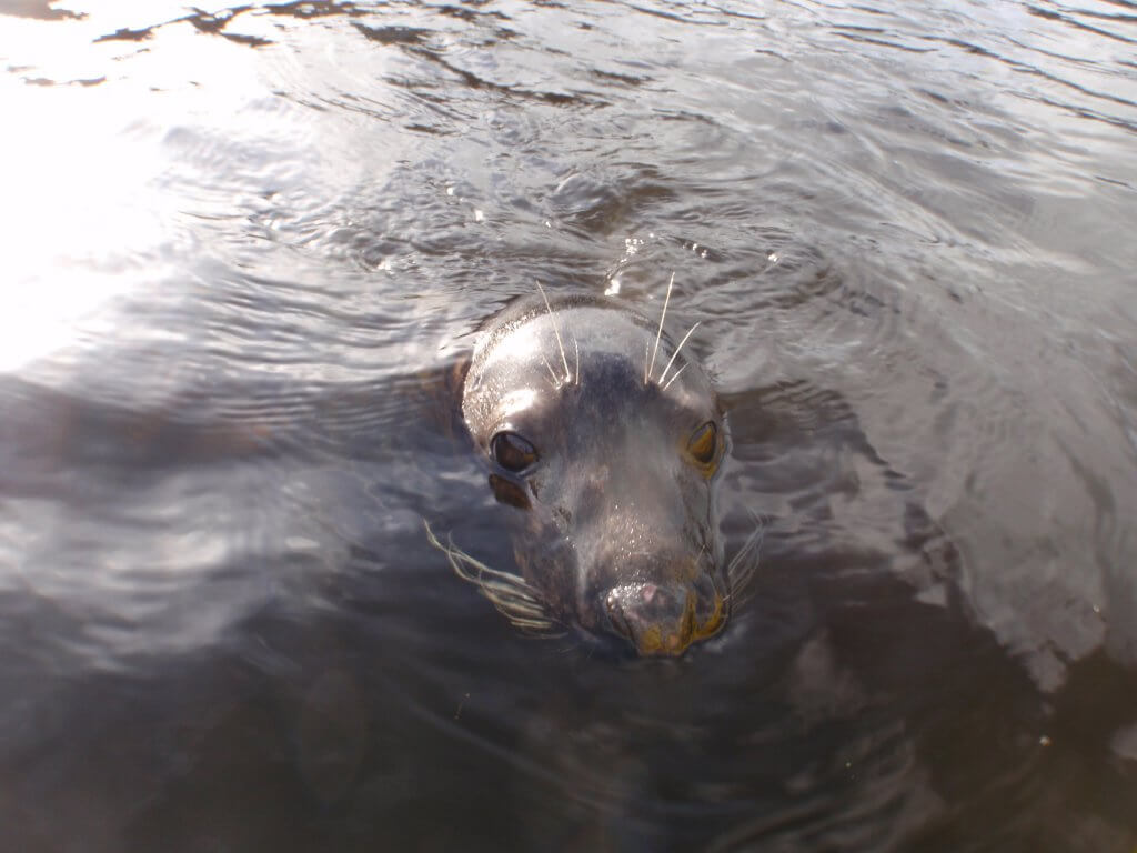 Seal in the River Lee. 