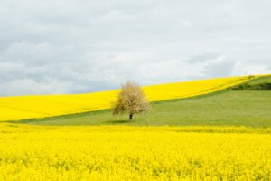 natural remedies for hay fever