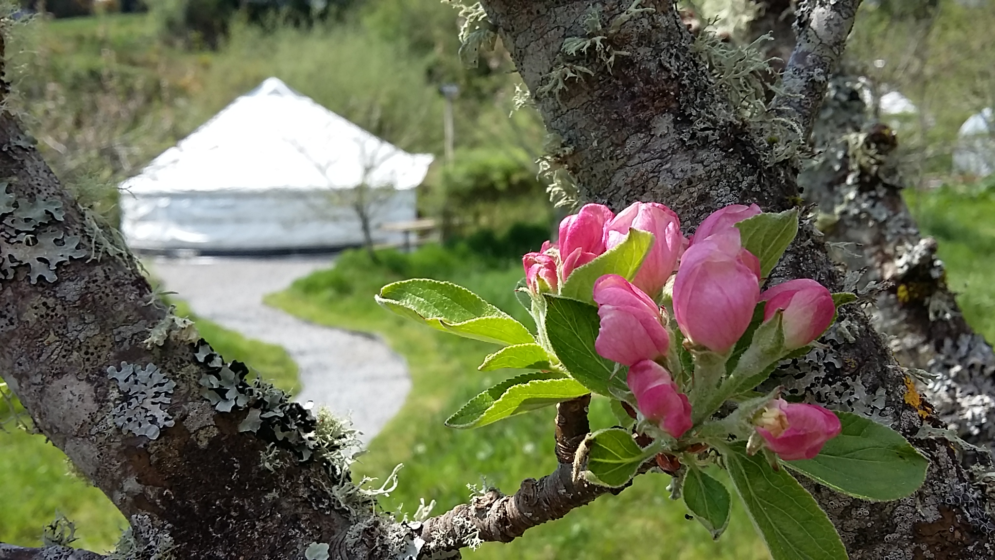 Best eco friendly campsites in Ireland Pink Apple Orchard2016 - May blossomgarden,fernando,lough Allen kayak 037