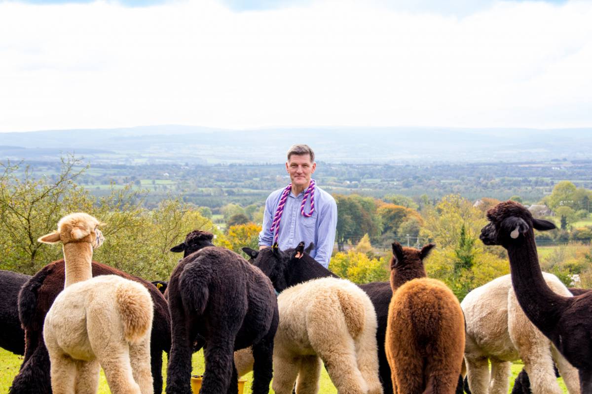 alpaca joe k2 Alpacas