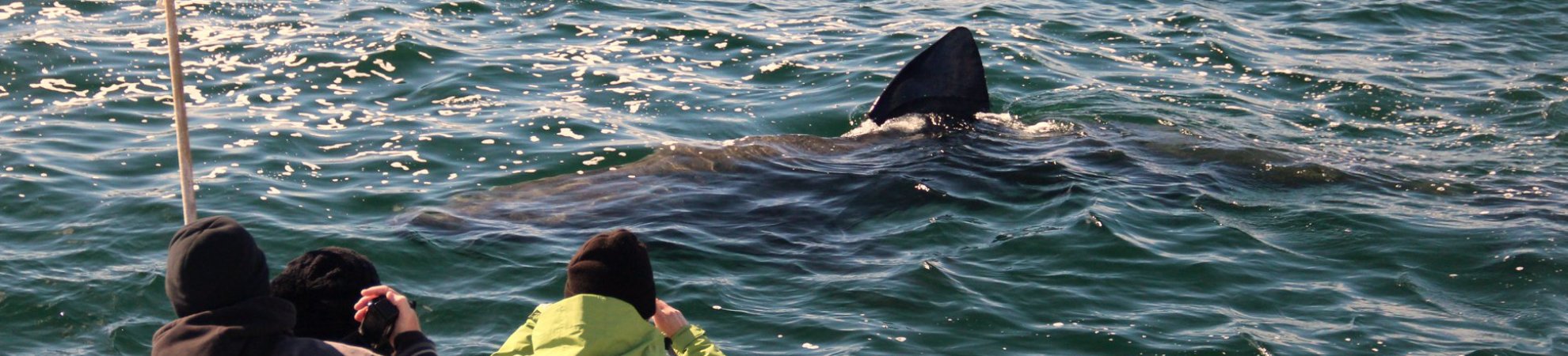 Whale Watching in Ireland