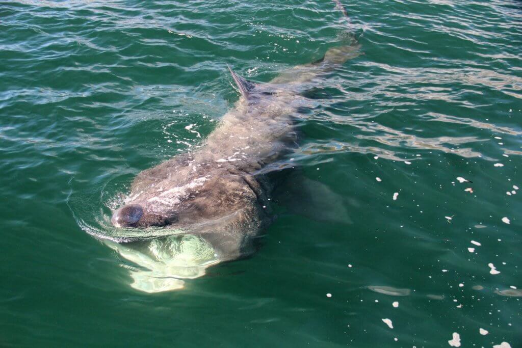 Whale Watching in Ireland