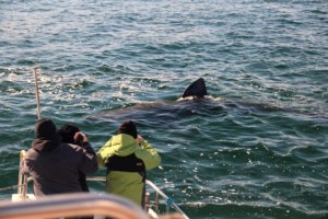 Whale Watching in Ireland