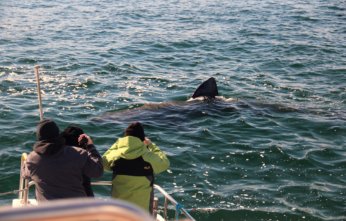 Whale Watching in Ireland