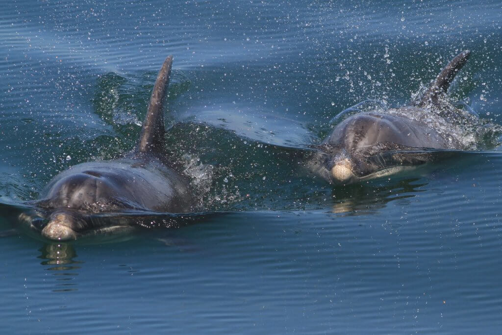 Whale Watching in Ireland