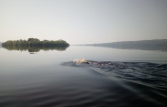 Paddy McDonnell Swimming the Shannon