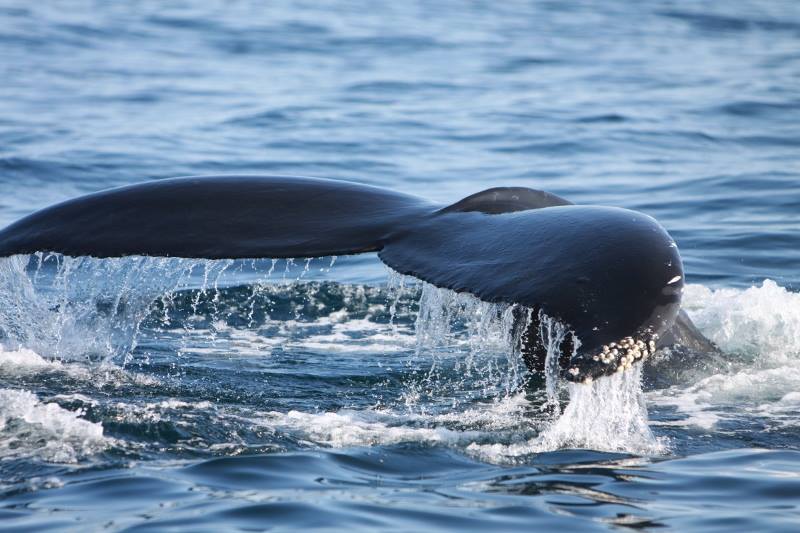 Whale Watching in Ireland