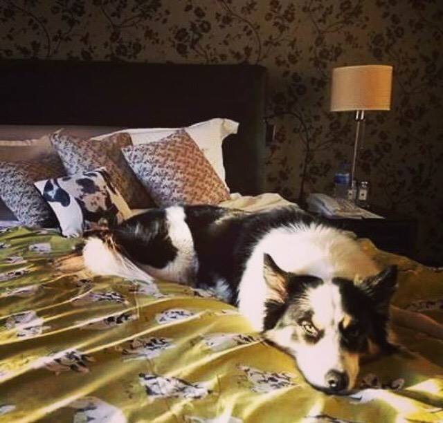 Pet friendly hotel