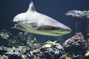 sharks coming to Ireland