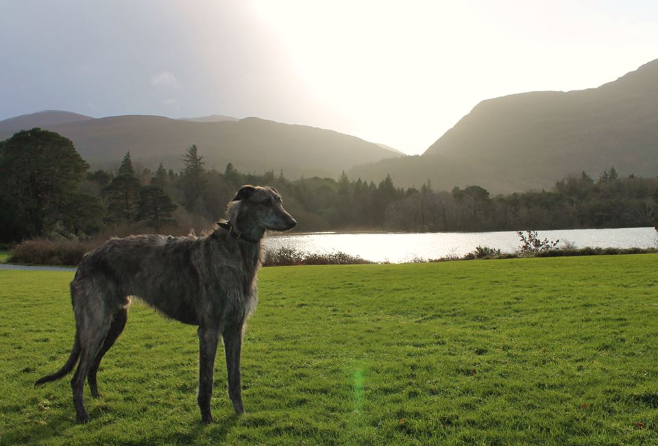 Dog Friendly Walks in Kerry