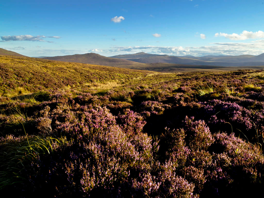 sally gap