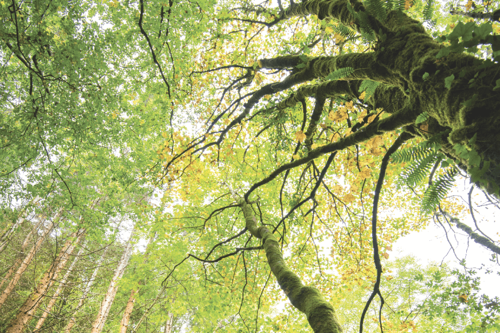 Family Friendly Walks Ireland