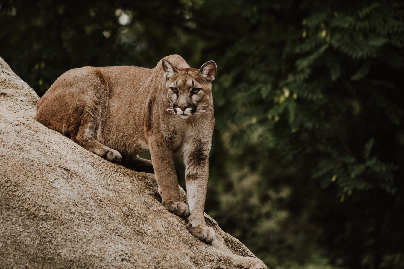 jogger killed mountain lion