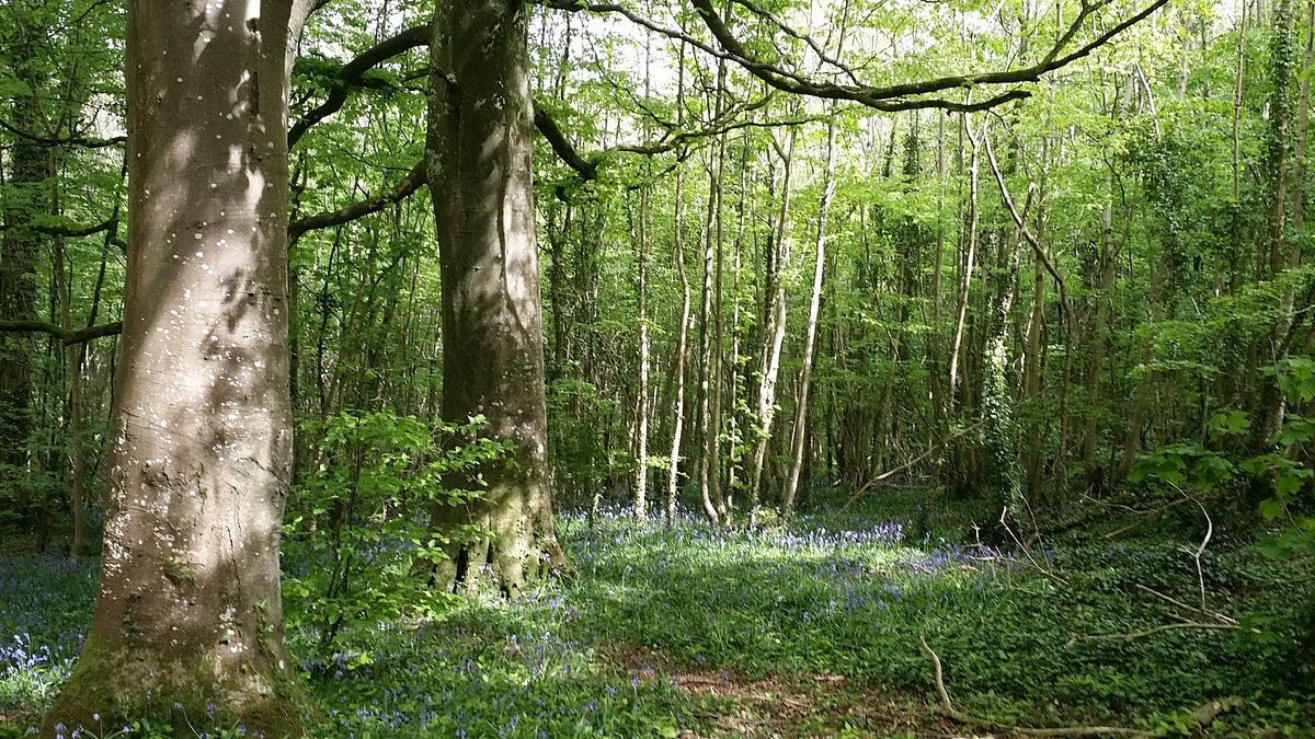 Carlow Oak Glen