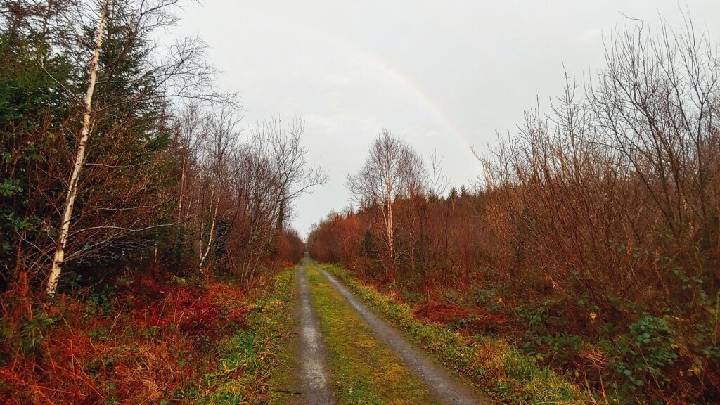 A Forest Trail with a rainbow